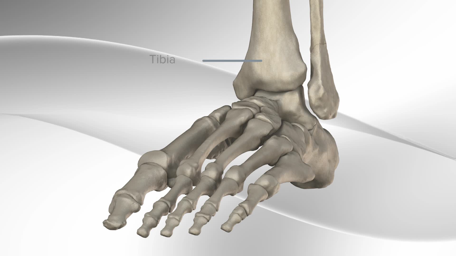 Arthrex Ankle Fracture Repair With Arthrex Fracture Management System