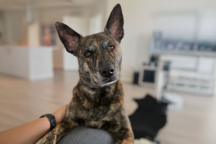 Making Animals Better: Employee Grateful for Arthrex Products That Helped Both Him and His Beloved Dog