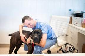Making Animals Better - How Arthrex Vet Systems Gave Cane Corso a Fresh Start