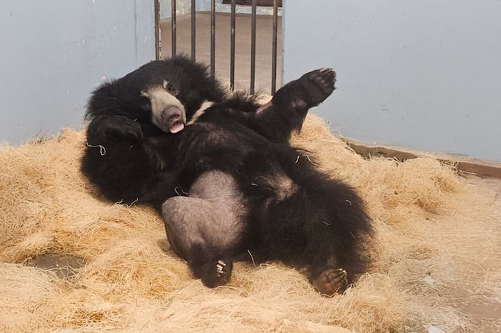Making Animals Better: Bowie the Sloth Bear Makes Remarkable Recovery After Life-Saving Surgery With Arthrex Products