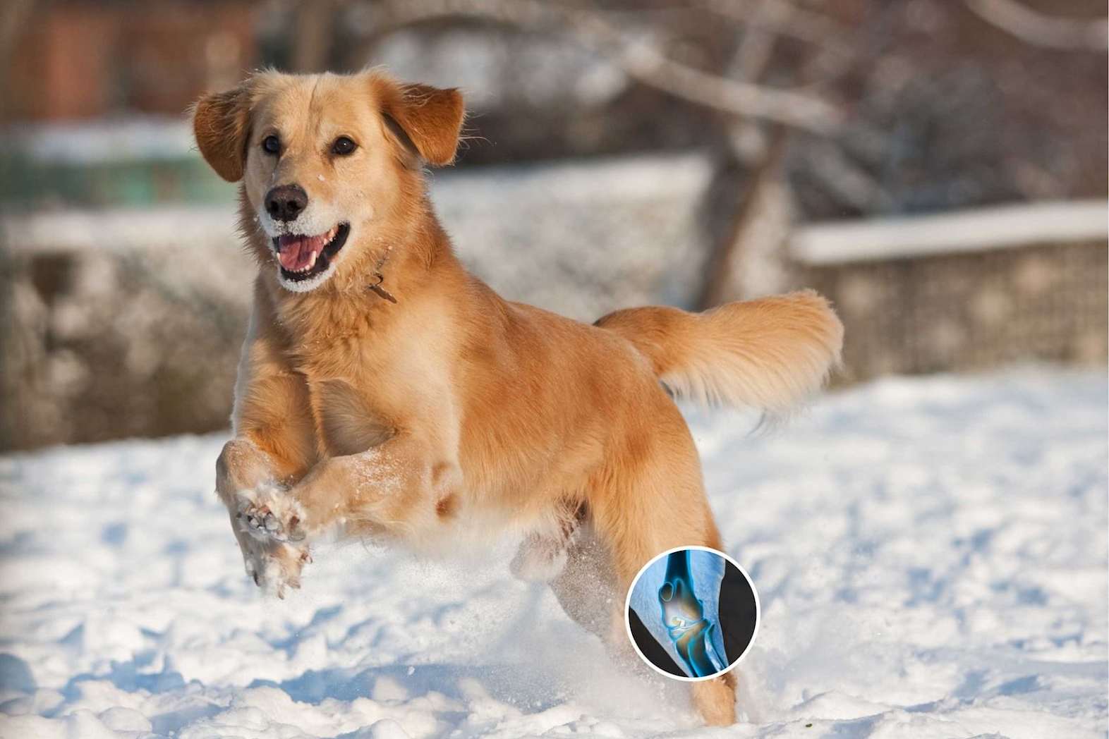 Arthrex Vet Systems Launches Arthrex Pet Website for Pet Owners