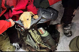 Arthrex Innovation Helps “Warrior Pup” Regain Mobility After Tragic Plane Crash