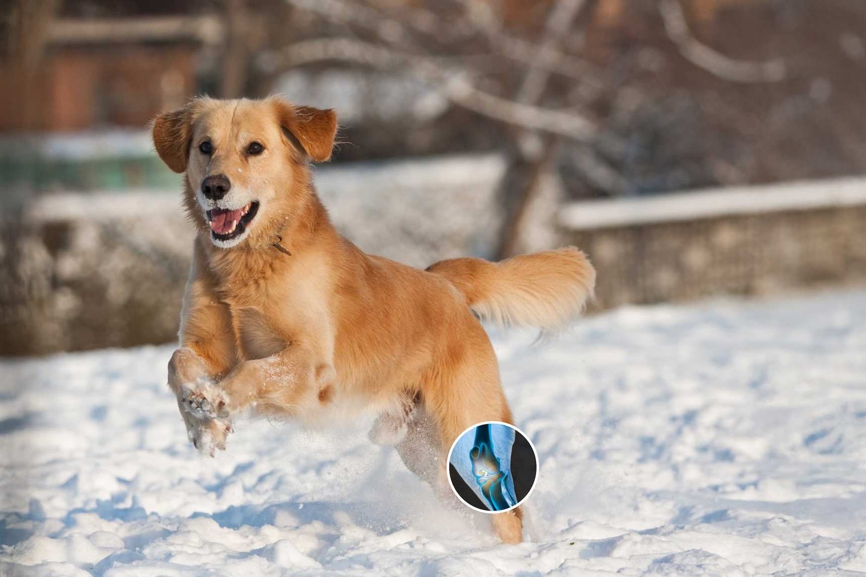 Arthrex Vet Systems Launches Arthrex Pet Website for Pet Owners