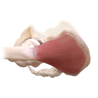 Rekonstruktion des Gluteus medius