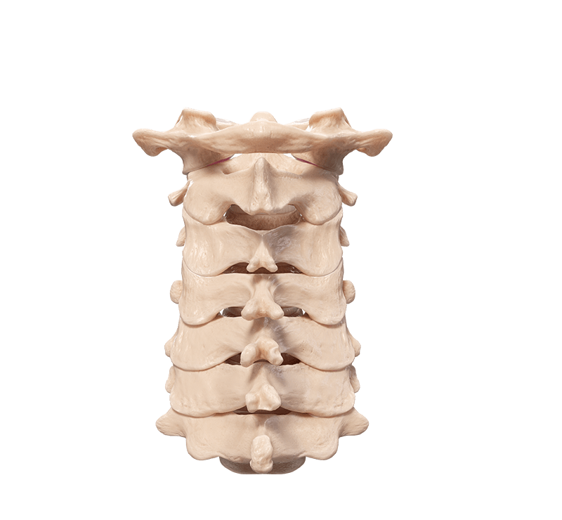 Fracture Repair