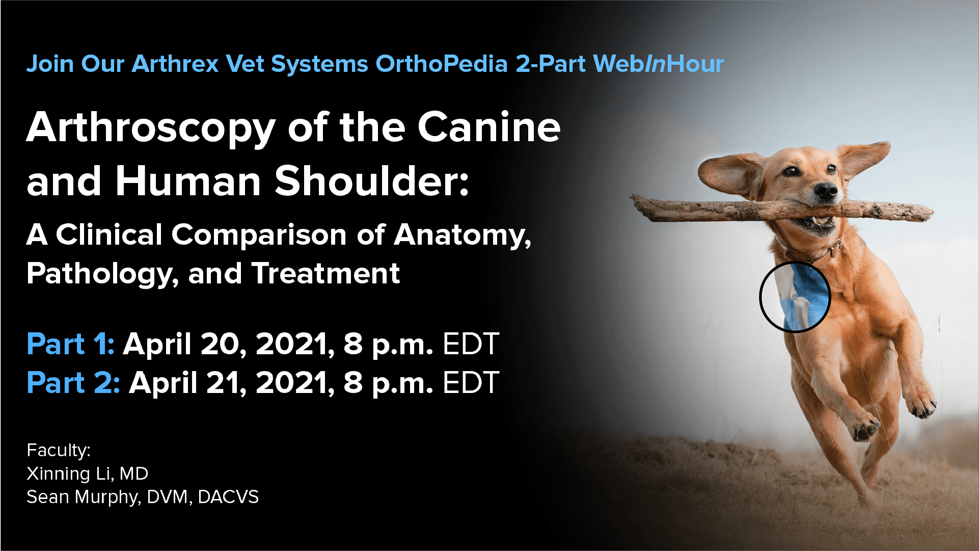 Arthroscopy of the Canine and Human Shoulder: Part 1 – A Comparison of Anatomy, Pathology, Treatment