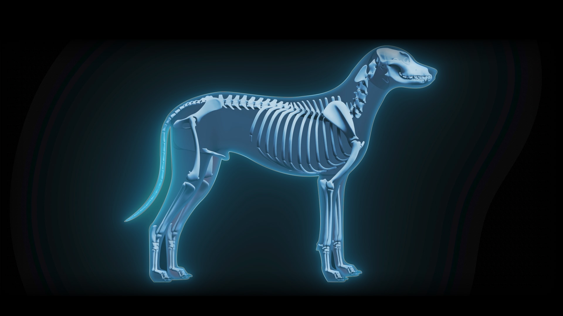 Fracture Management Product Highlights