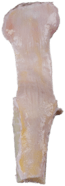 Patella Bone w/ Attachment, Left