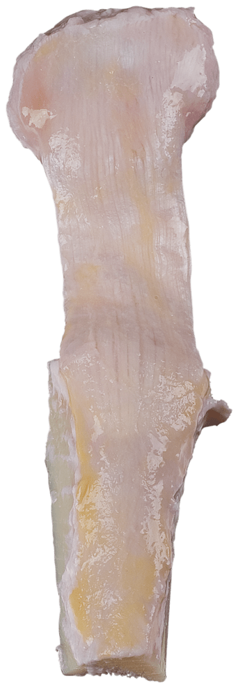 Patella Bone w/ Attachment, Left