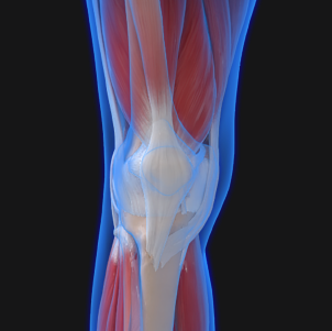 An image of the knee and hip area of the human body.