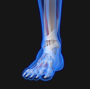 An image of the foot and ankle area of the human body.