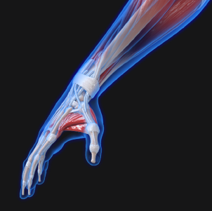 An image of the wrist and hand area of the human body.